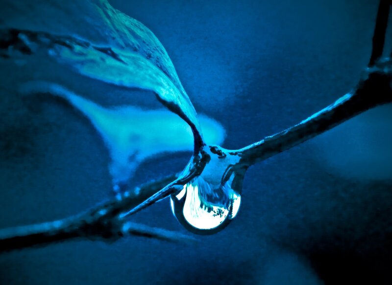 Water Droplet on Branch