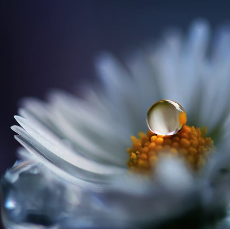 Water Droplet on Daisy