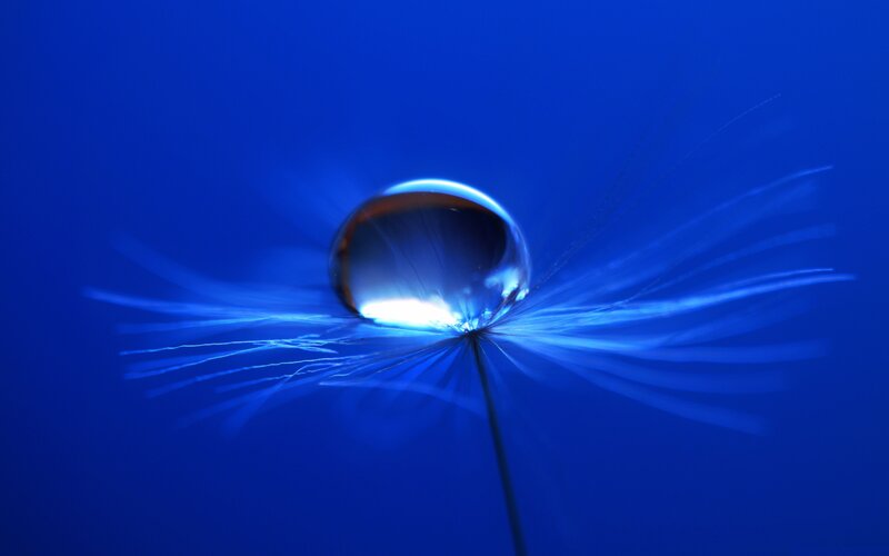 Water droplet on dandelion