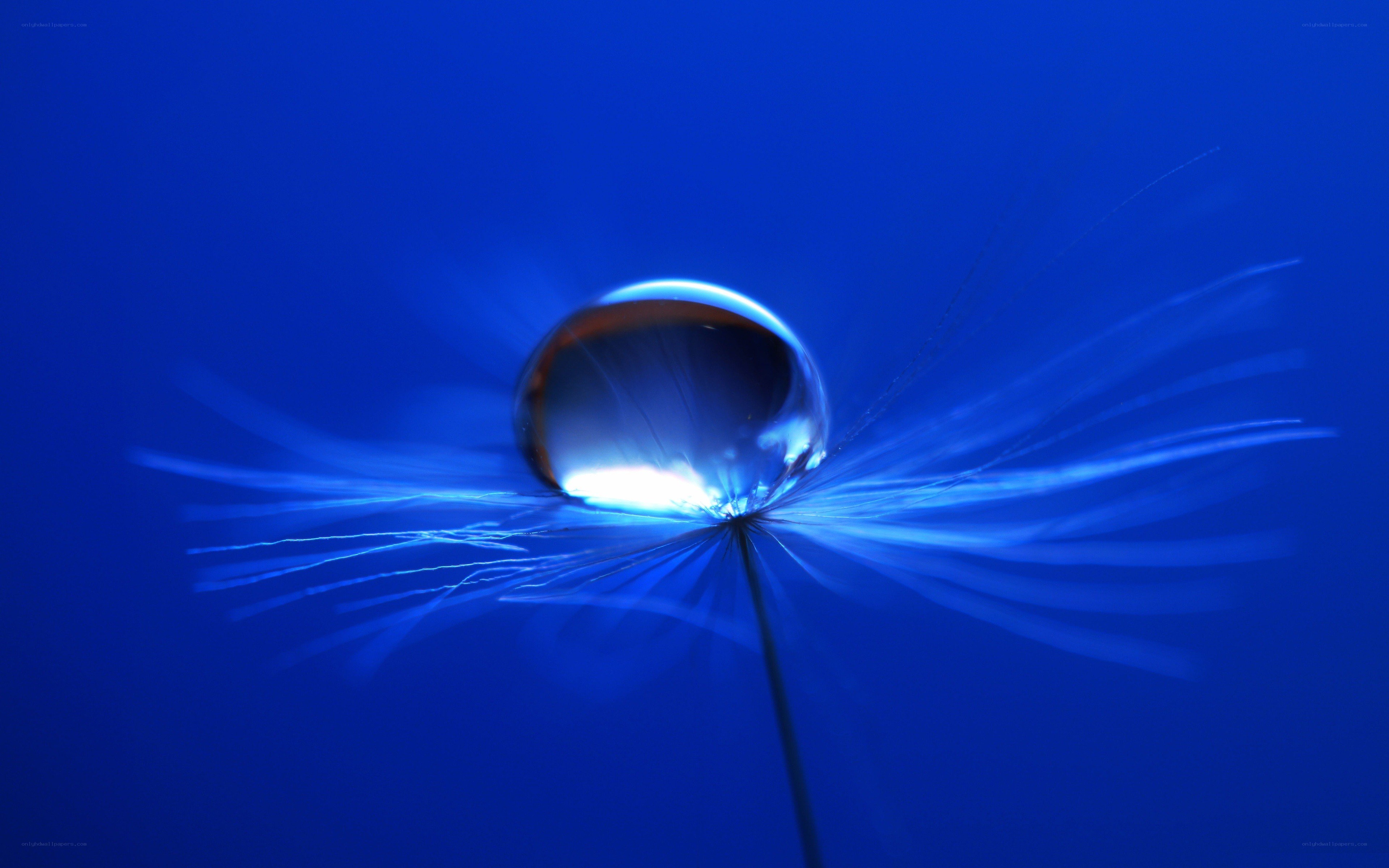 Water droplet on dandelion