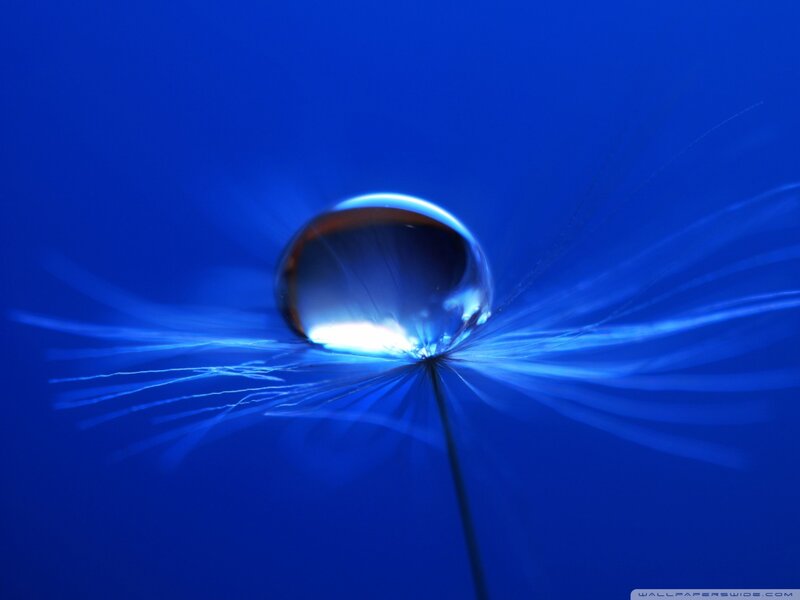 Water Droplet on Dandelion — Blue