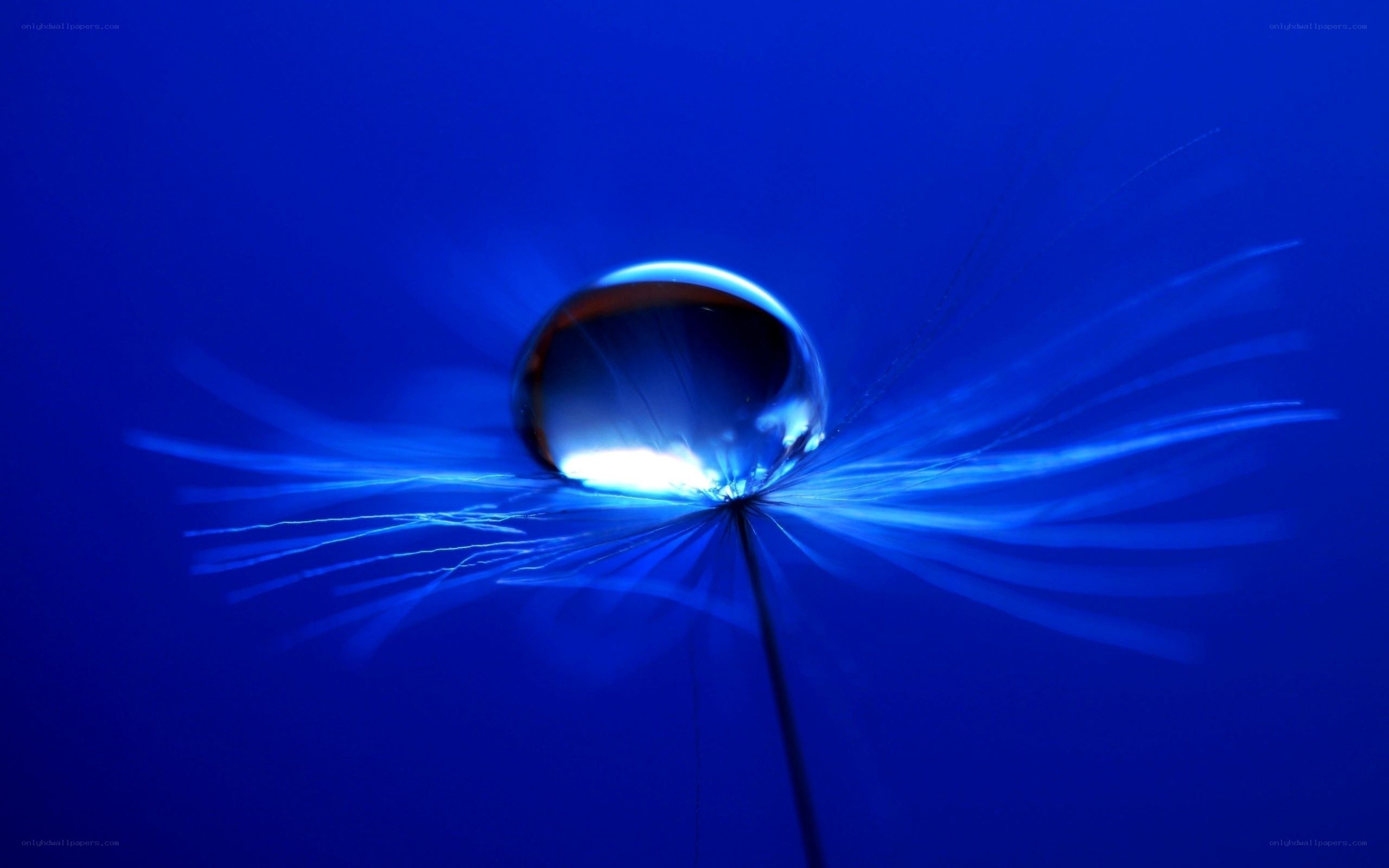 Water droplet on dandelion