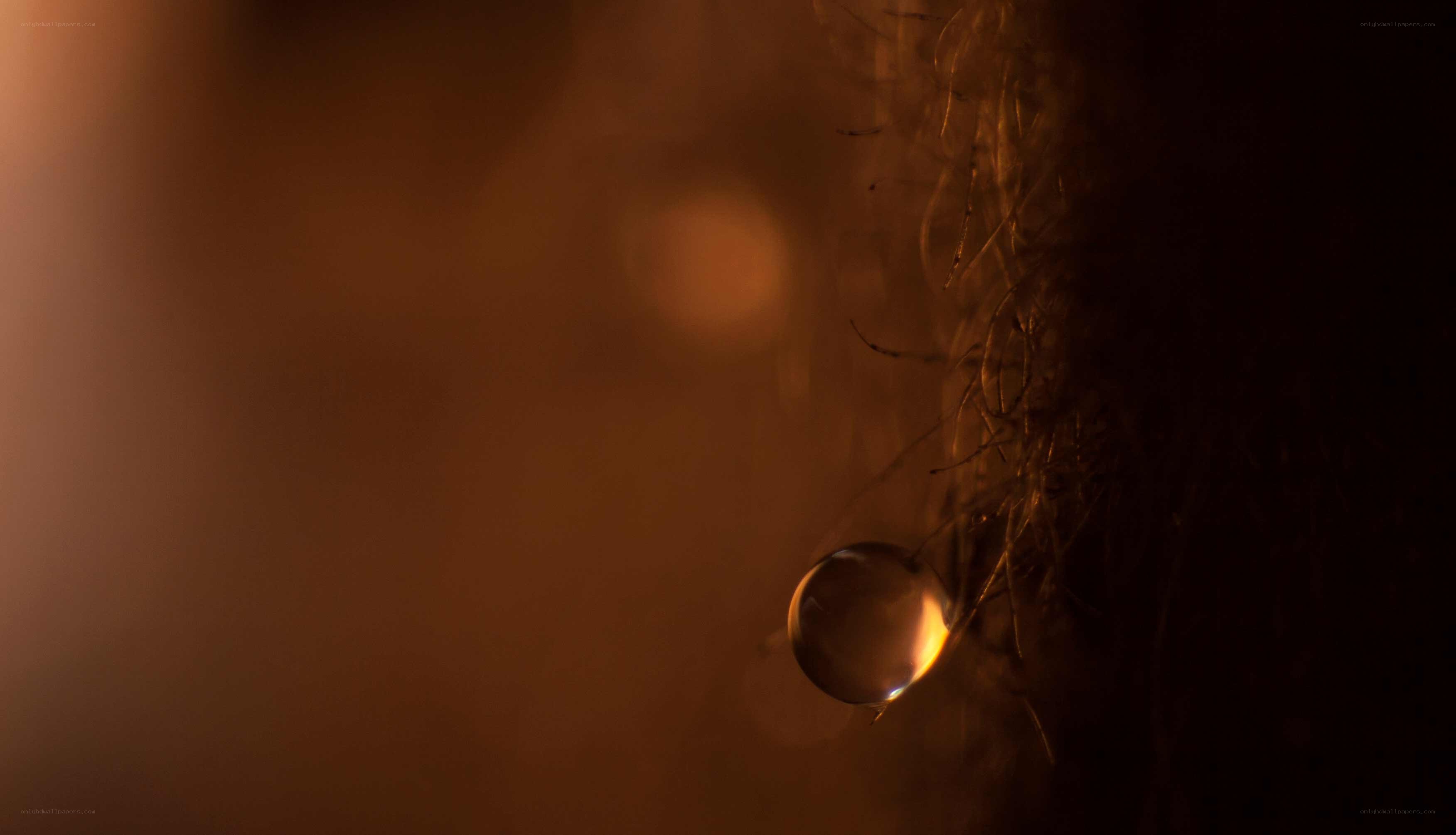 Water droplet on eyelash