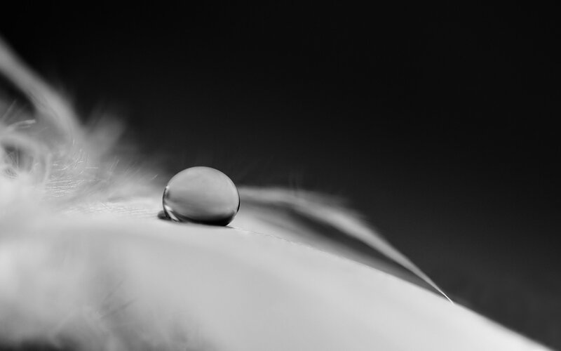 Water Droplet on Feather — Black, Serene