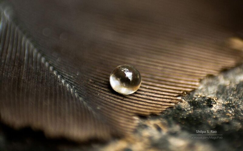 Water Droplet on Feather — Brown, Serene