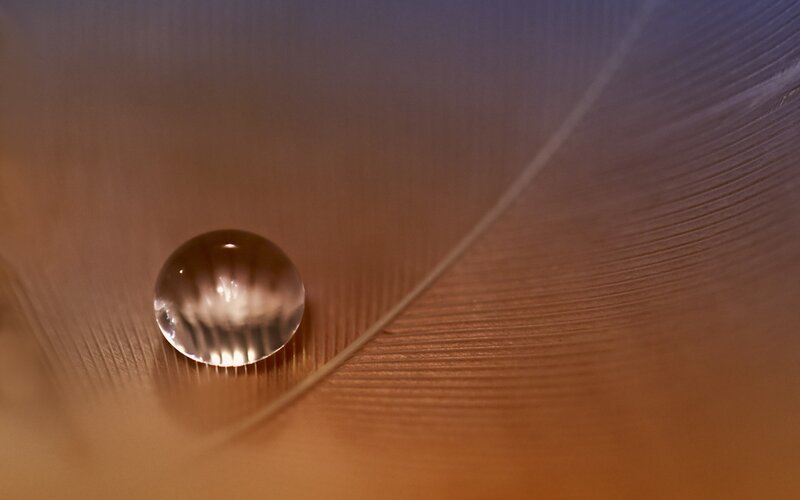 Water Droplet on Feather — Brown