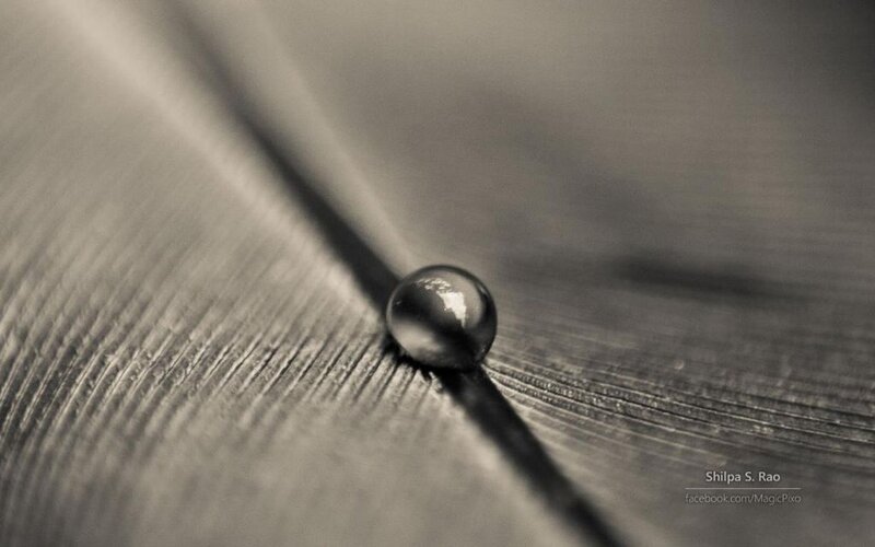 Water Droplet on Feather — Gray