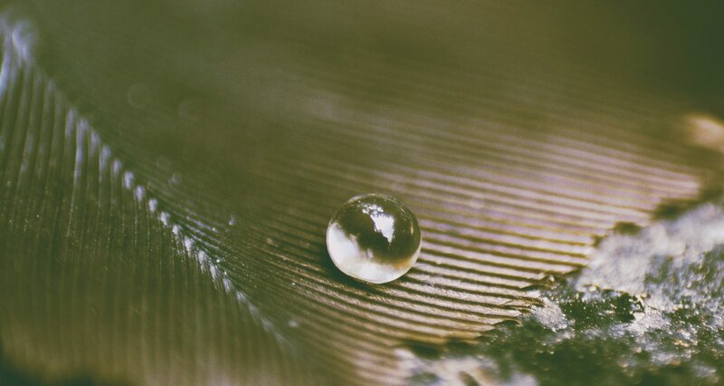 Water Droplet on Feather — Green, Calm