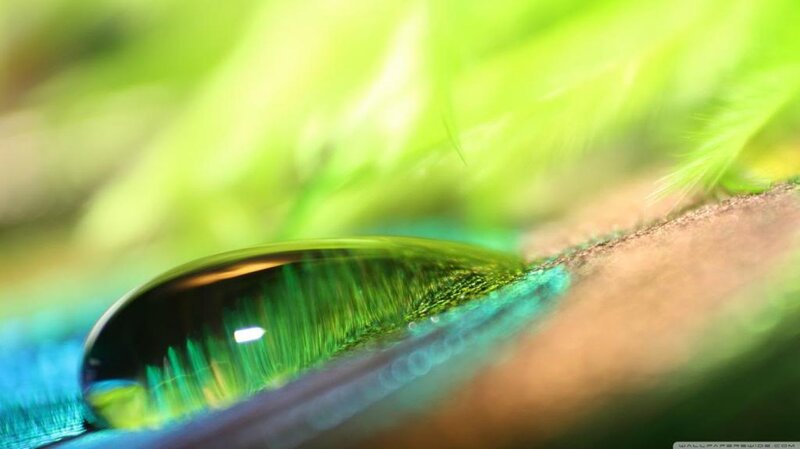 Water Droplet on Feather — Green