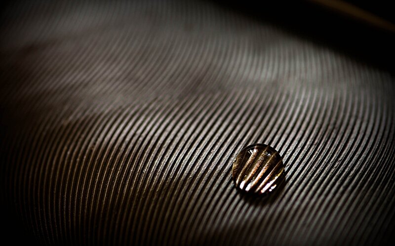 Water droplet on feather