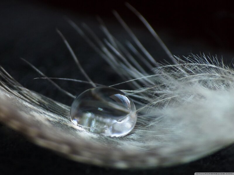Water Droplet on Feather — White, Serene, Photograph