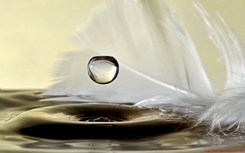 Water Droplet on Feather — White
