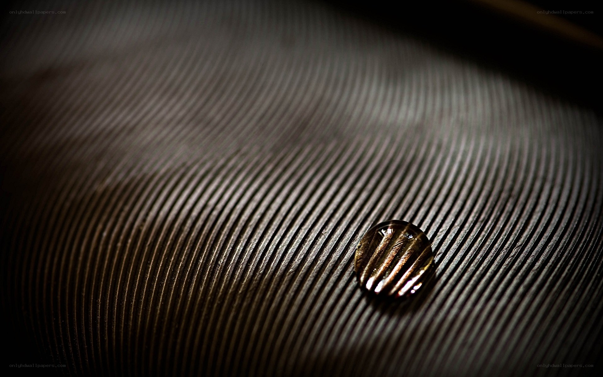Water droplet on feather
