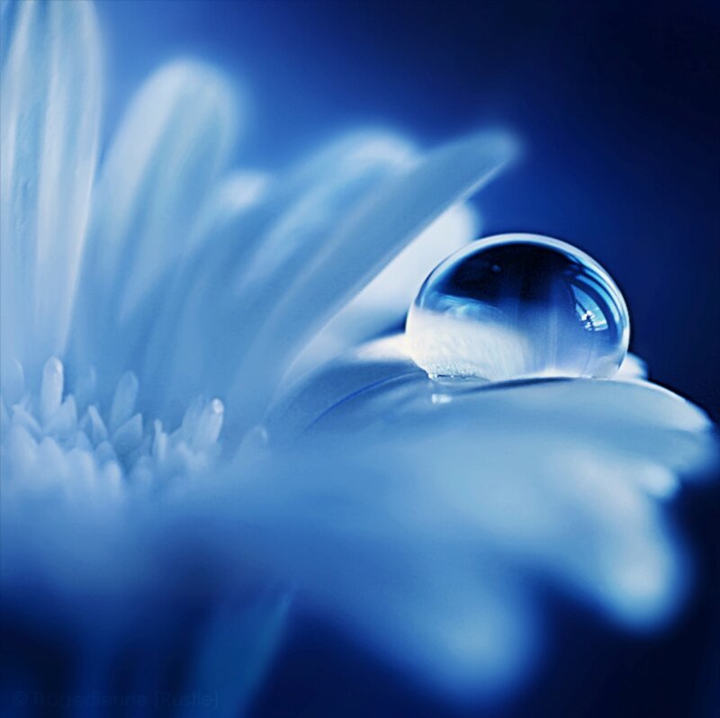 Water Droplet on Flower — Blue, Serene