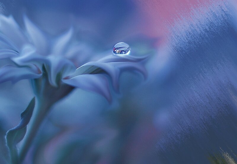 Water Droplet on Flower — Blue