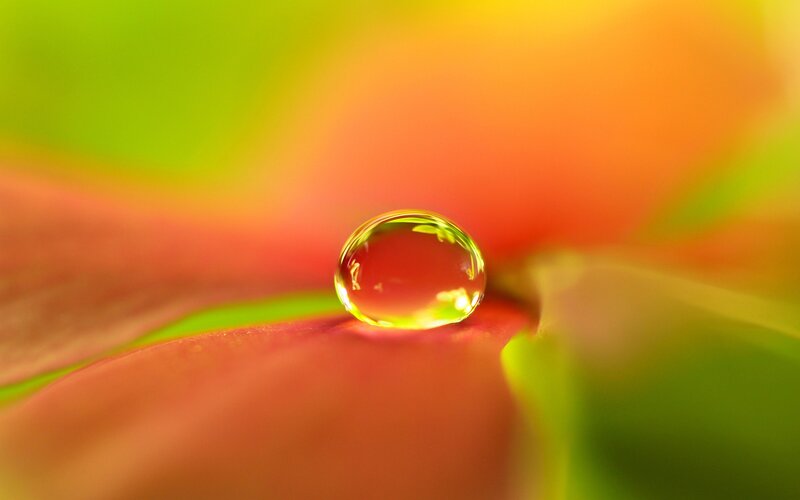 Water Droplet on Flower — Green