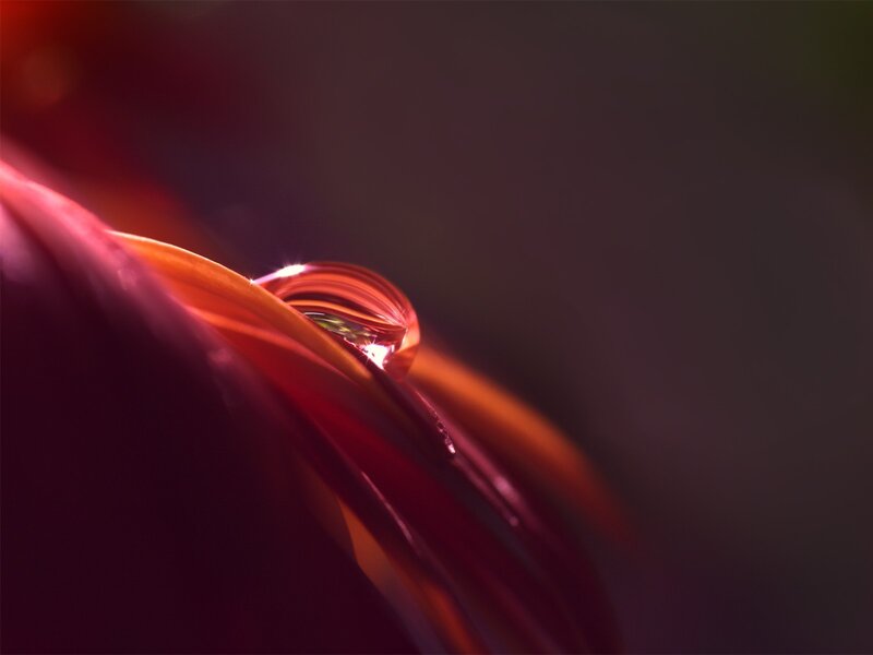 Water droplet on flower petal