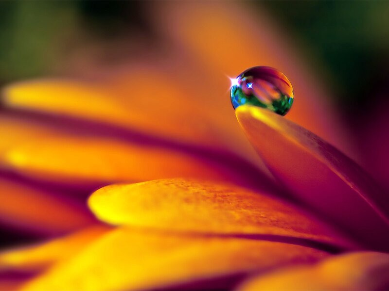 Water droplet on flower petal