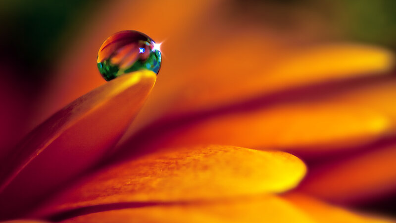 Water droplet on flower petal