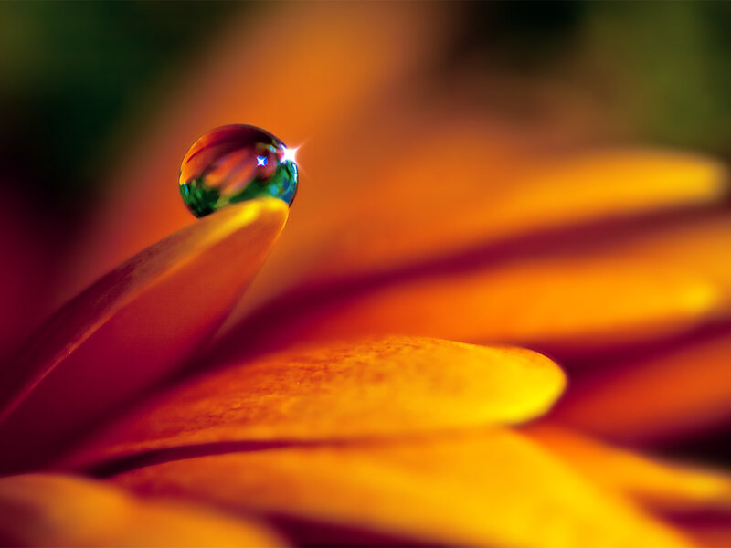 Water droplet on flower petal