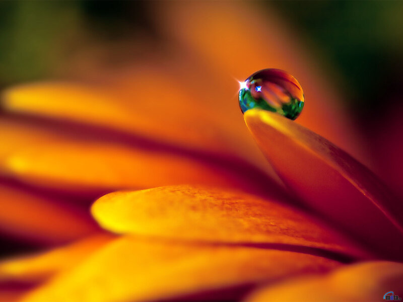 Water droplet on flower petal