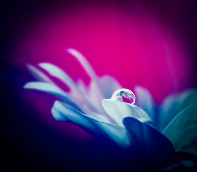 Water droplet on flower petal