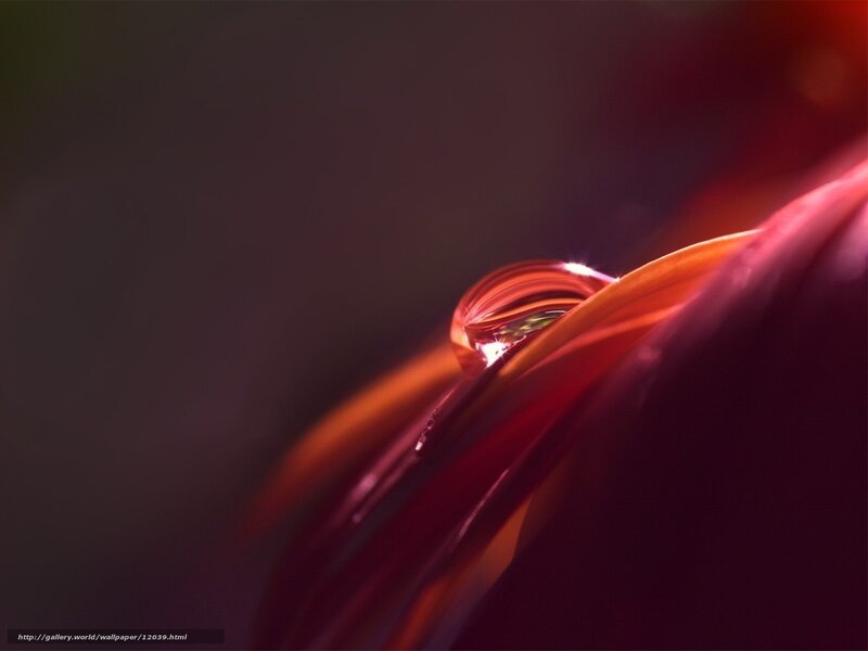 Water droplet on flower petal