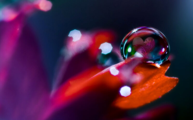 Water droplet on flower petal