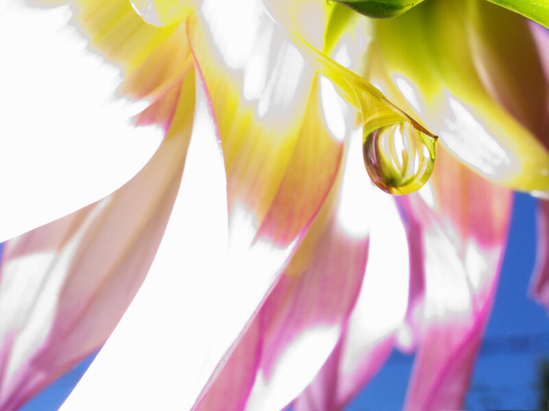 Water droplet on flower petal