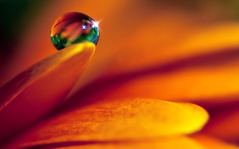 Water droplet on flower petal