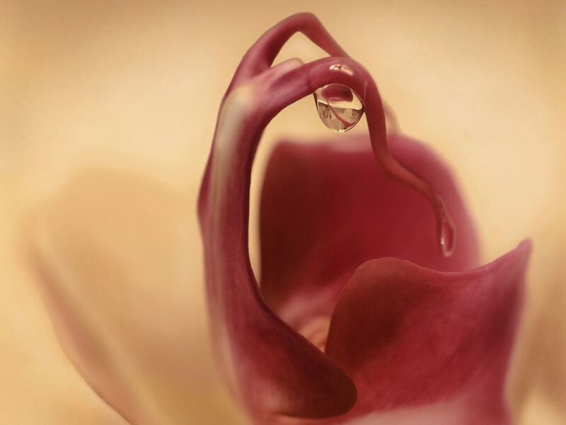 Water droplet on flower petal