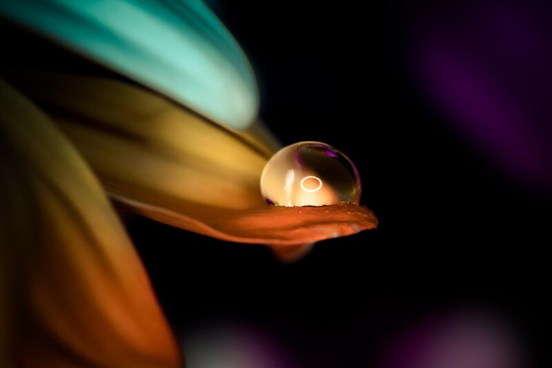 Water Droplet on Flower Petal — Black