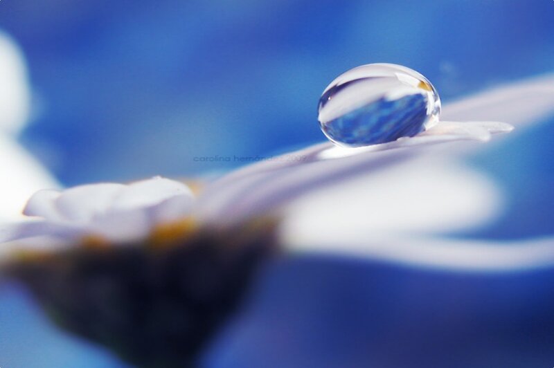 Water Droplet on Flower Petal — Blue, Serene, Photograph
