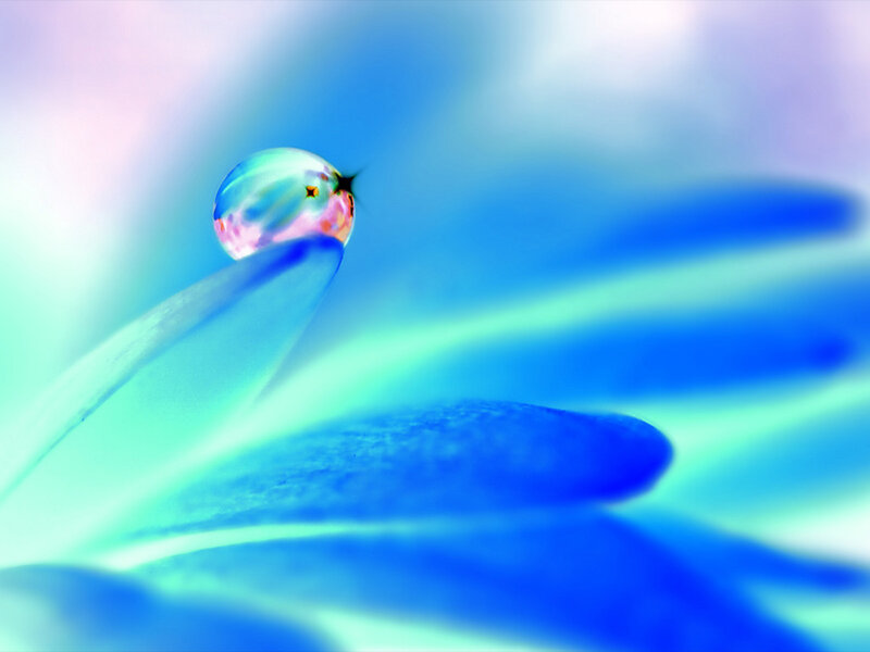 Water Droplet on Flower Petal — Blue