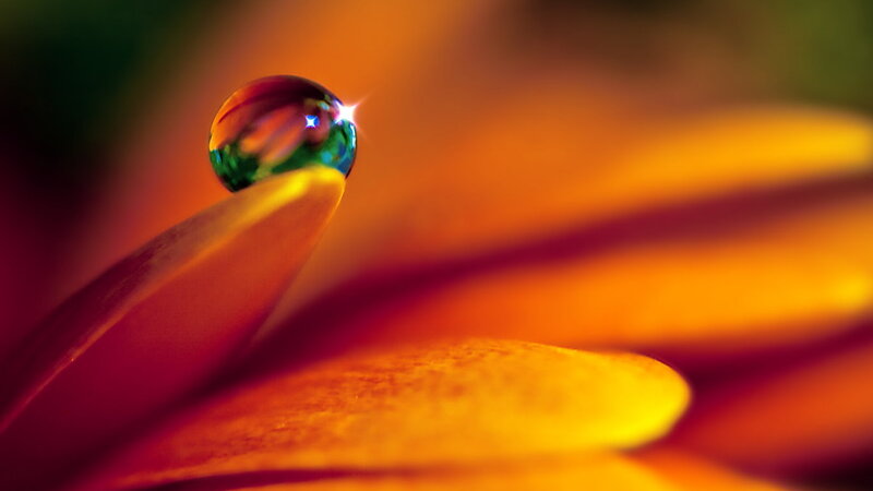 Water Droplet on Flower Petal — Orange, Dramatic, Photograph