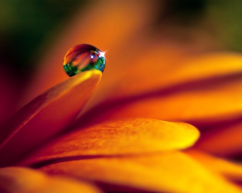 Water Droplet on Flower Petal — Orange