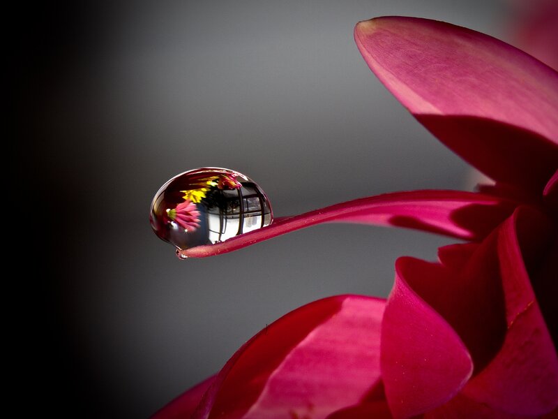 Water Droplet on Flower Petal — Pink, Dramatic