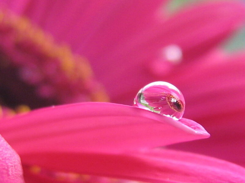 Water Droplet on Flower Petal — Pink