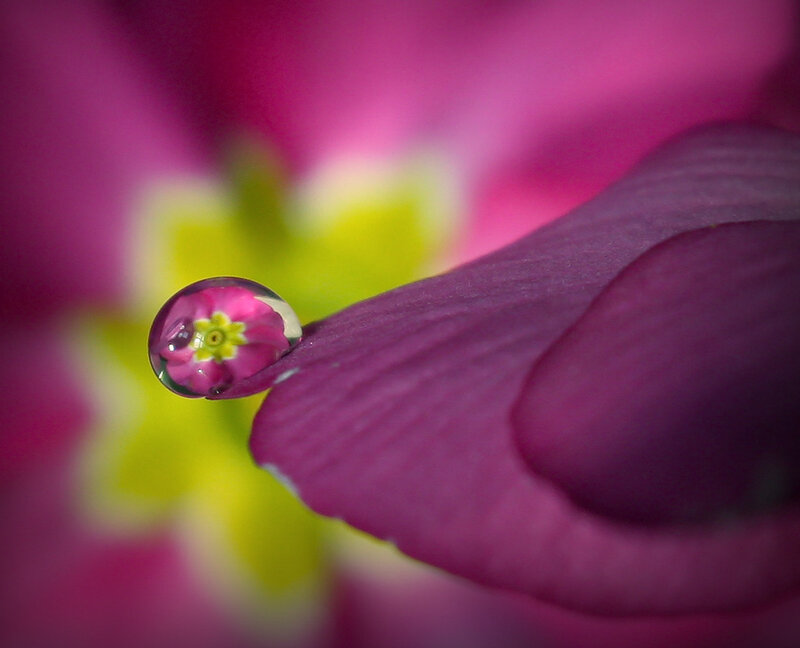 Water Droplet on Flower Petal — Purple