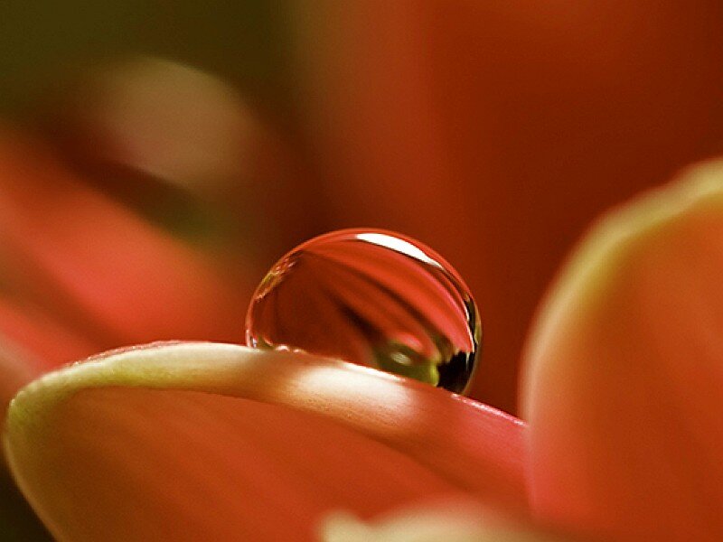 Water Droplet on Flower Petal — Red, Calm