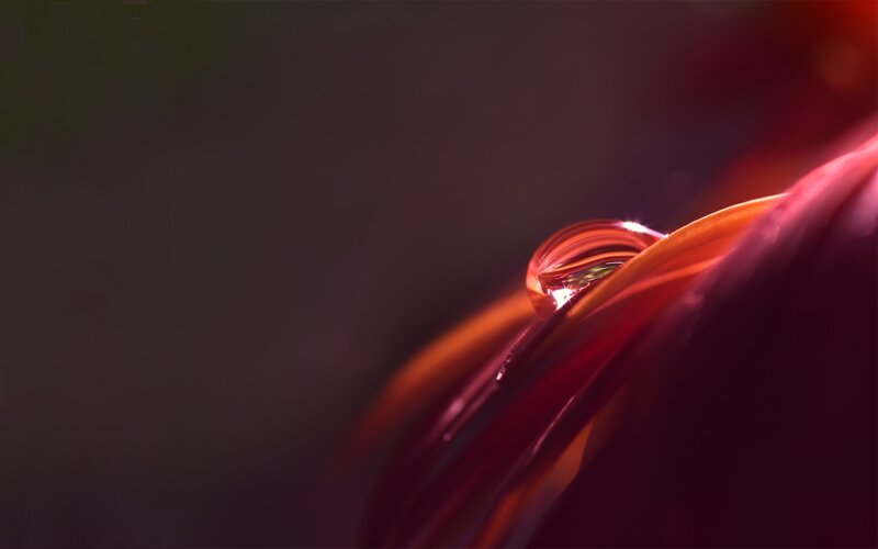 Water Droplet on Flower Petal — Red, Dramatic