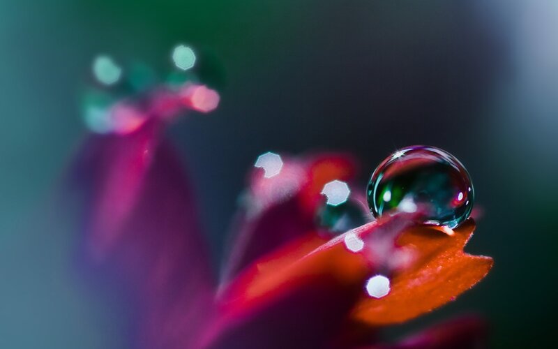 Water Droplet on Flower Petal — Red, Green