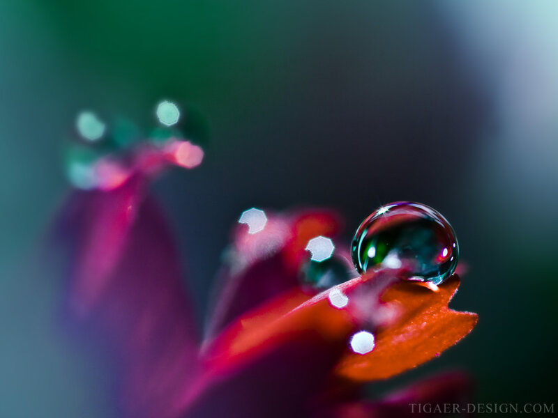 Water Droplet on Flower Petal — Red, Serene, Photograph