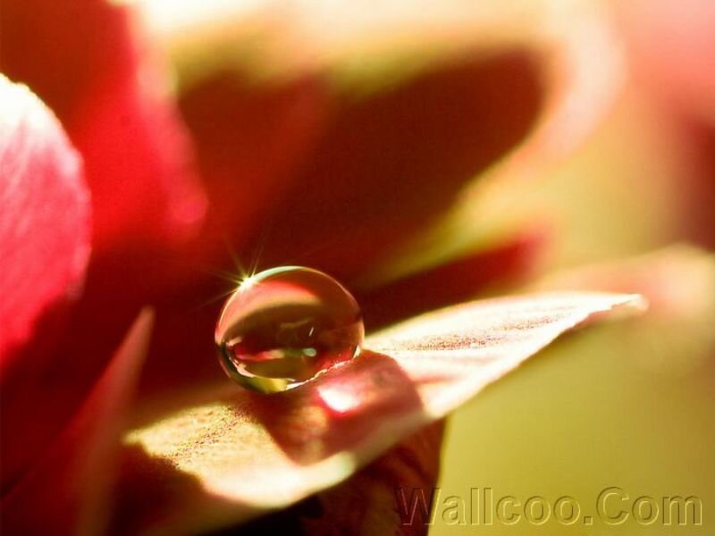 Water Droplet on Flower Petal — Red, Serene