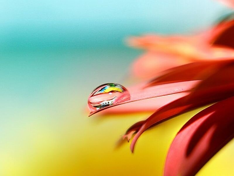 Water Droplet on Flower Petal — Red