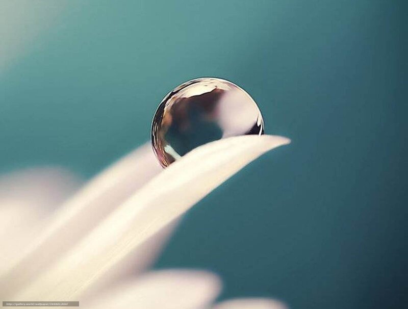 Water Droplet on Flower Petal — Teal