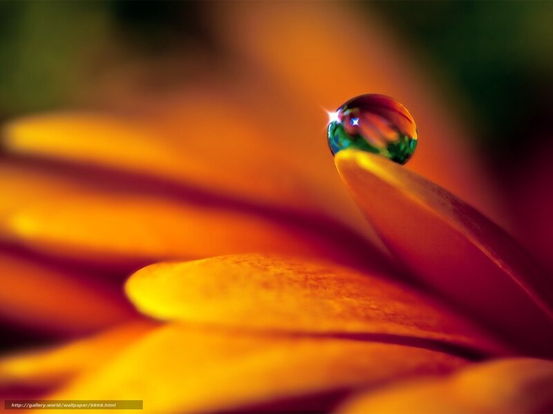 Water droplet on flower petal