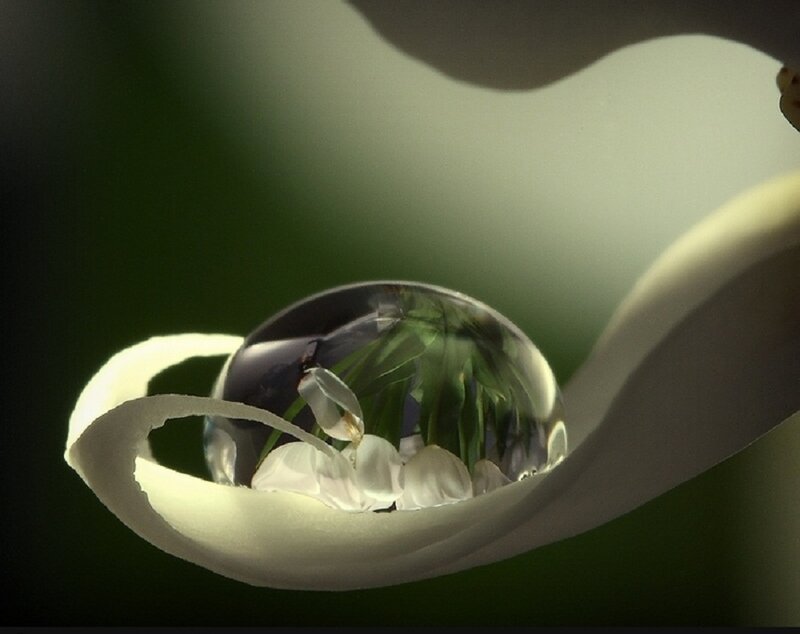 Water Droplet on Flower Petal — White