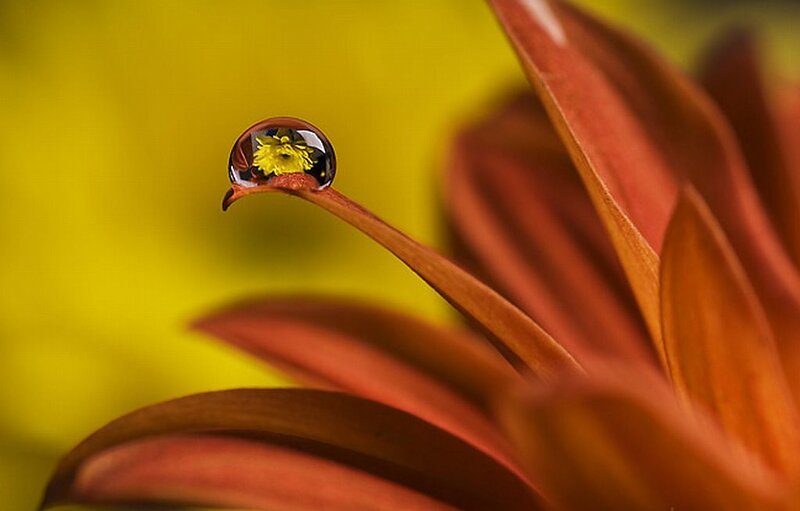 Water Droplet on Flower Petal — Yellow