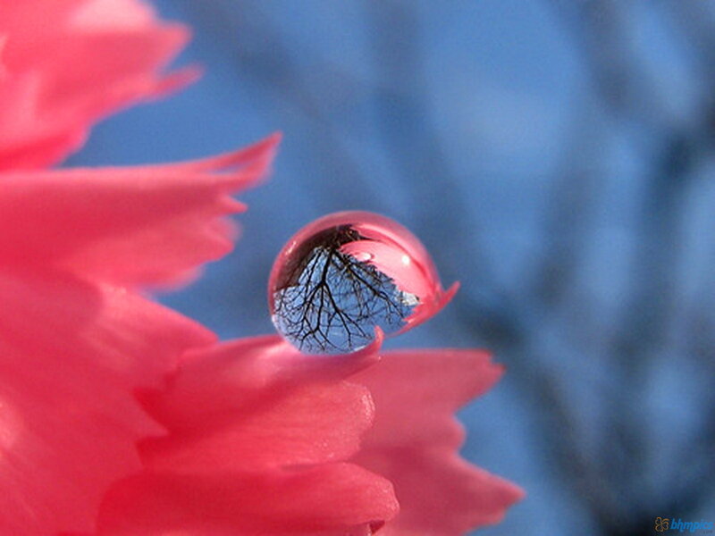 Water Droplet on Flower — Pink, Serene, Spring